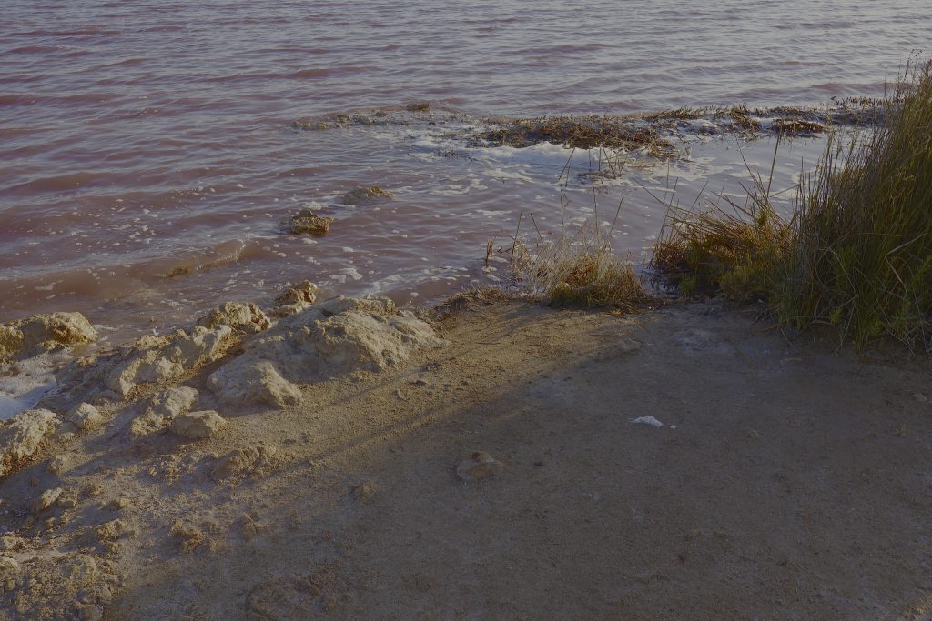 Shoreline of the pink salt lake